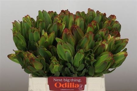 <h4>Leucad Laurel Yellow 40 Cm</h4>