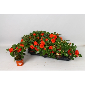 IMP FIESTA OLE CHERR