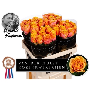 R Gr Heliana Orange