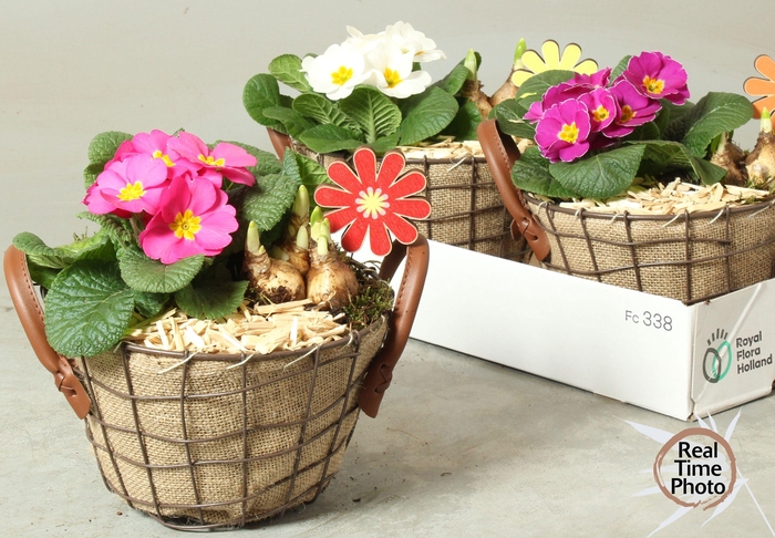 <h4>ARR TUINPLANTEN</h4>