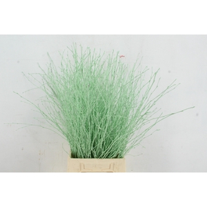 Betula Bs Paint Mint Green