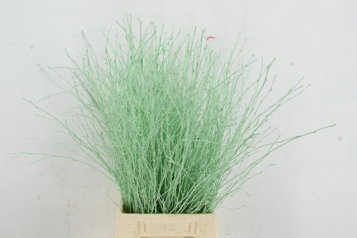 <h4>Betula Bs Paint Mint Green</h4>