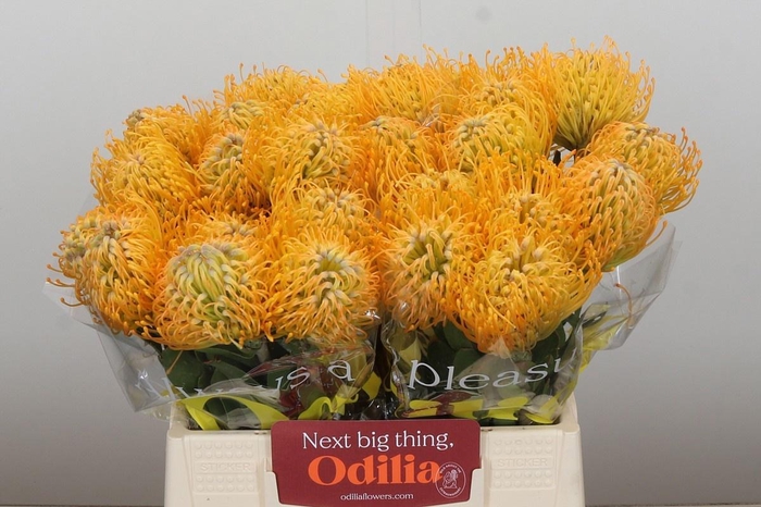 <h4>LEUCO JELENA</h4>