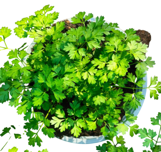 <h4>Anthriscus sylvestris</h4>