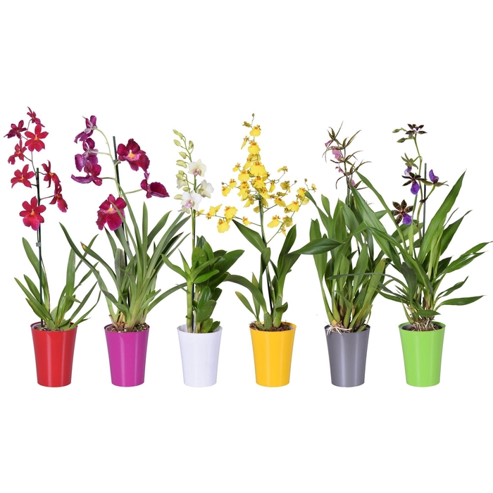 <h4>ORCHIDEEEN OVERIG</h4>