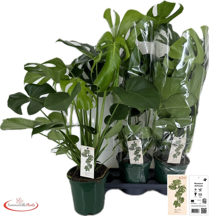 <h4>MONSTERA DELICIOSA</h4>