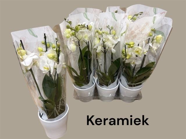 <h4>ARR PHALA MT 14+</h4>