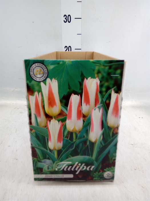 <h4>Tulipa   ...flowerbulbs</h4>