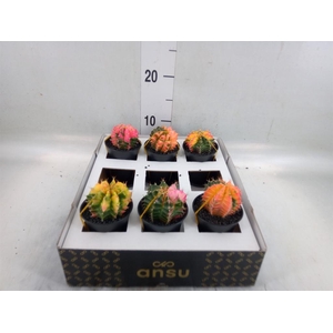 Gymnocalycium mihanov. 'Japan'  mix