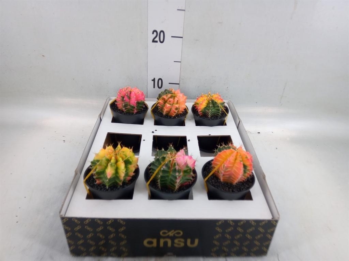 <h4>Gymnocalycium mihanov. 'Japan' mix</h4>