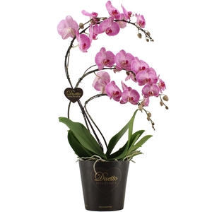 Duetto Budapest - Zwaan