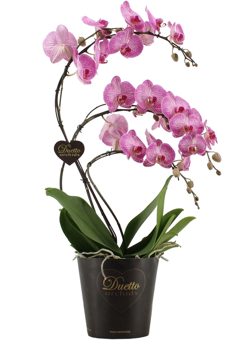 <h4>Duetto Budapest - Zwaan</h4>