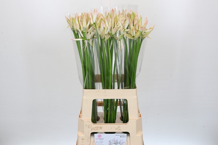 <h4>Nerine Bicolor Bionce</h4>