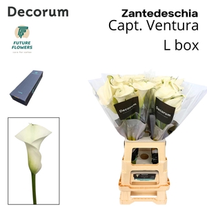 ZANT CAPT VENTURA LARGE BOX 70 cm