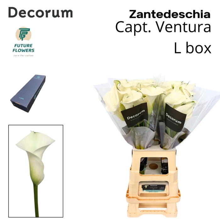 <h4>Zant Capt Ventura Large Box 70 Cm</h4>
