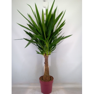 Yucca elephantipes   ...