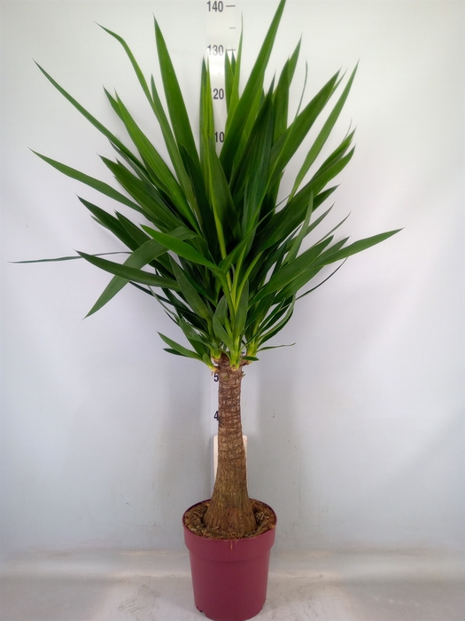 <h4>Yucca elephantipes   ...</h4>