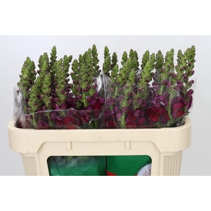 Antirrhinum Opus Red