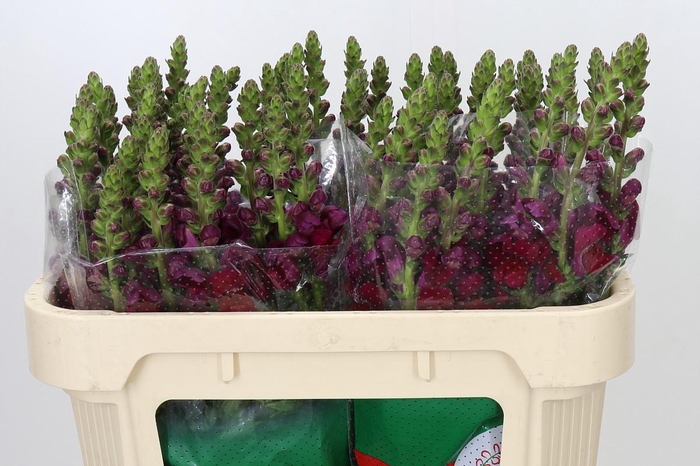 <h4>Antirrhinum Opus Red</h4>