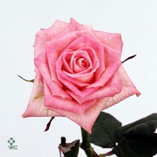 11646: Outdoor spring arrangement