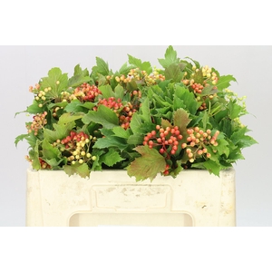 Viburnum Op Compactum