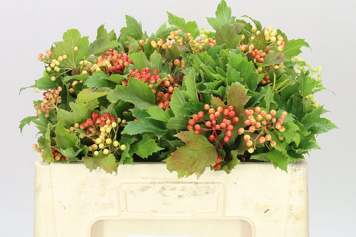 <h4>Viburnum Op Compactum</h4>