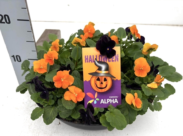 <h4>VIO CO SORBET GEM</h4>