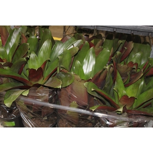 BROMELIA IMPERIAL P27 VERDE/VERMELHO