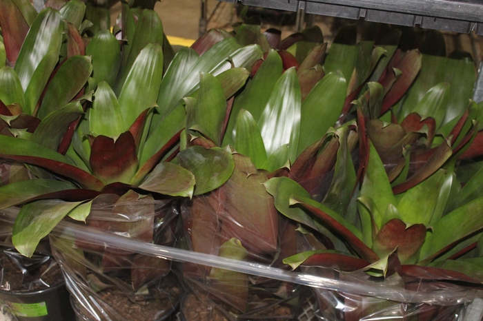 <h4>BROMELIA IMPERIAL P27 VERDE/VERMELHO</h4>