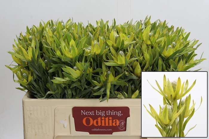 <h4>LEUCAD PIZZA</h4>