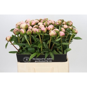 Paeonia angel cheeks