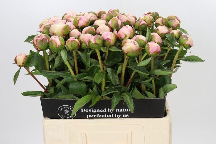 <h4>Paeonia angel cheeks</h4>