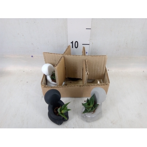 Arr.  Succulents L%