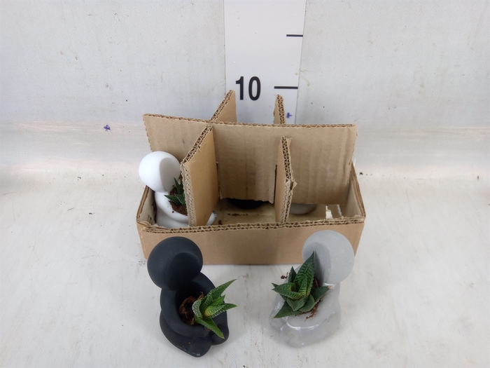 <h4>Arr.  Succulents L%</h4>