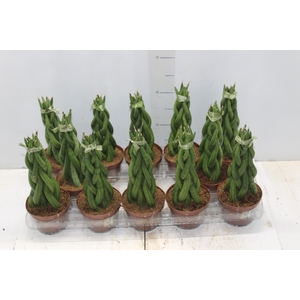 SANSEVIERIA NEW WAY P12