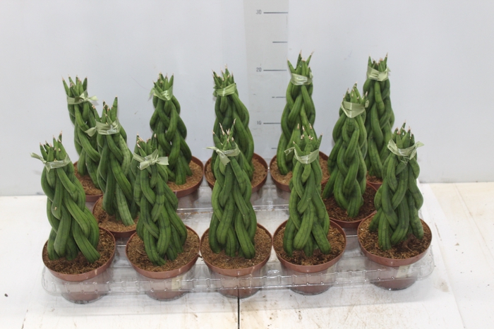<h4>SANSEVIERIA NEW WAY P12</h4>