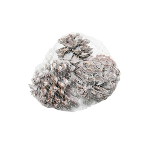 Pinecone Pinea L9/12 3 Pcs