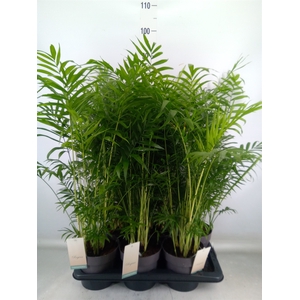 Chamaedorea elegans
