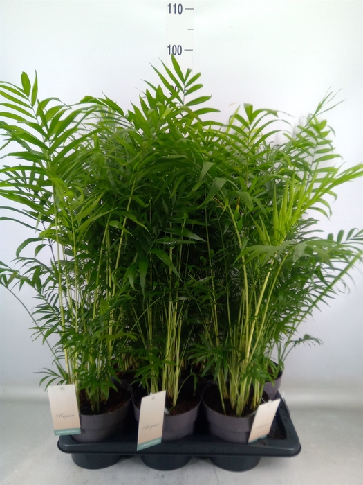 <h4>Chamaedorea elegans</h4>