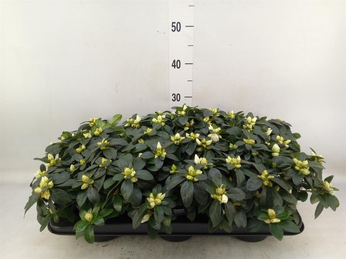 <h4>Rhododendron sim.   ...</h4>