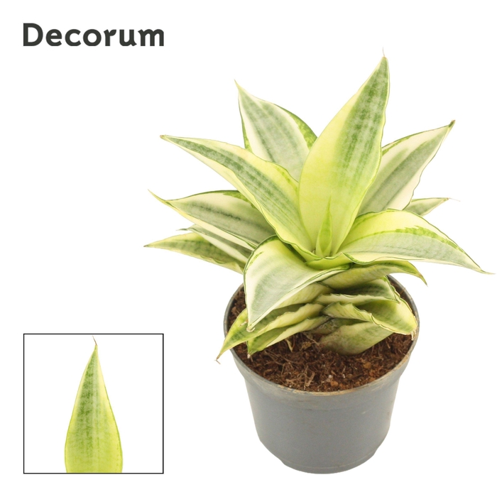 <h4>Sansevieria Gabriella Crown 6 cm (Decorum)</h4>
