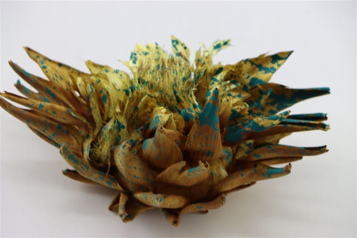 <h4>Dried Artz Cynara Heads Van Gogh</h4>