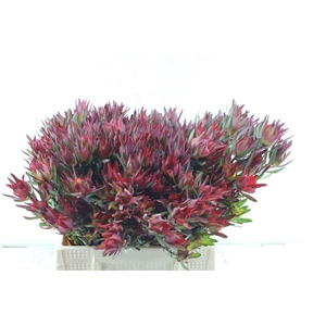 Leucad Sal Blush Xxl