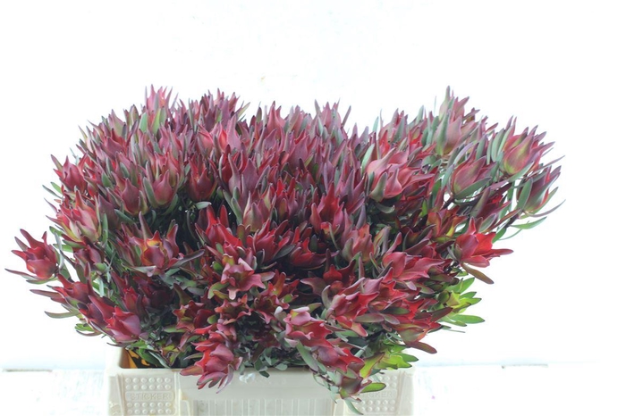 <h4>Leucad Sal Blush Xxl</h4>