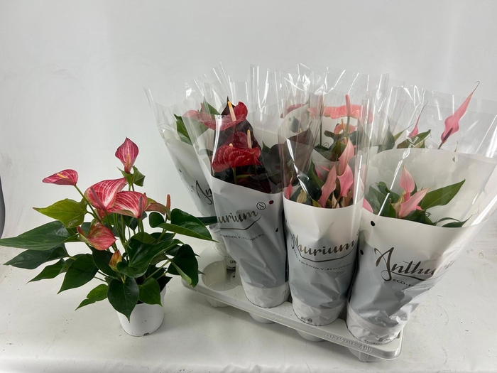 <h4>ANTHU AN GEM 4 KL</h4>