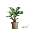CALATHEA SPECIES