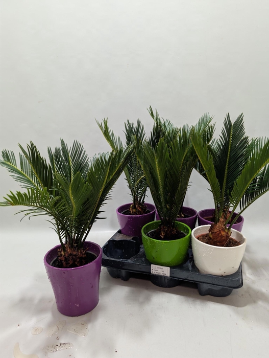 <h4>CYCAS REVOLUTA</h4>