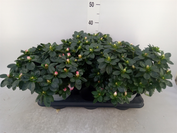 <h4>Rhododendron sim. 'Hulsten'</h4>
