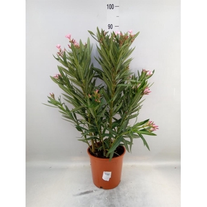 Nerium oleander   ...