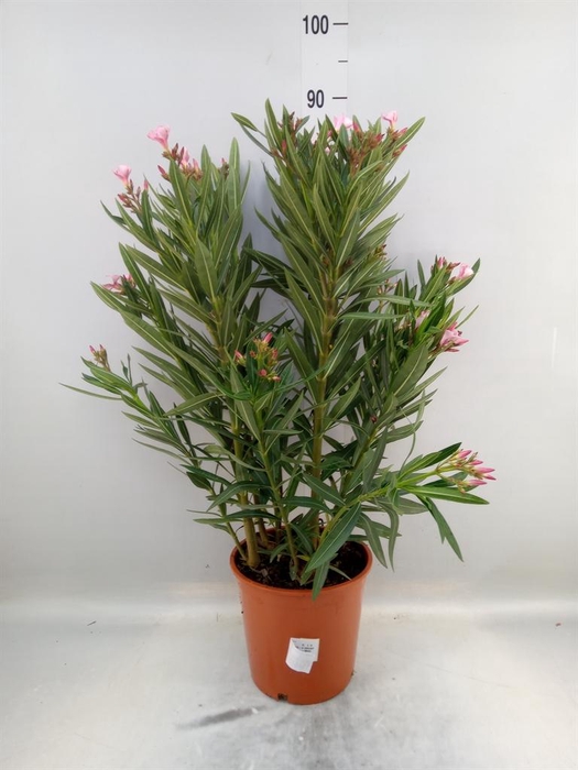 <h4>Nerium oleander   ...</h4>